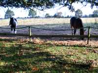 EFH Einfamilienhaus mit Weide in 27612 Loxstedt Nesse zu verkaufen